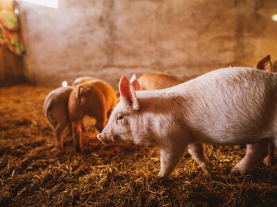 © dusanpetkovic1 - stock.adobe.com